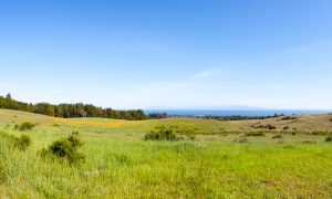 UCSC Meadow