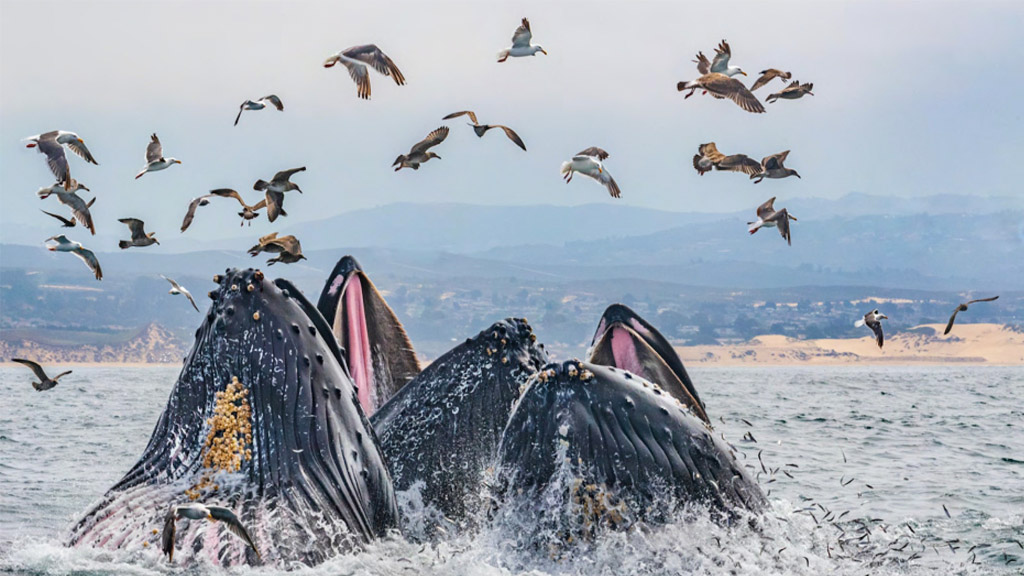 Humpback Whales feeding