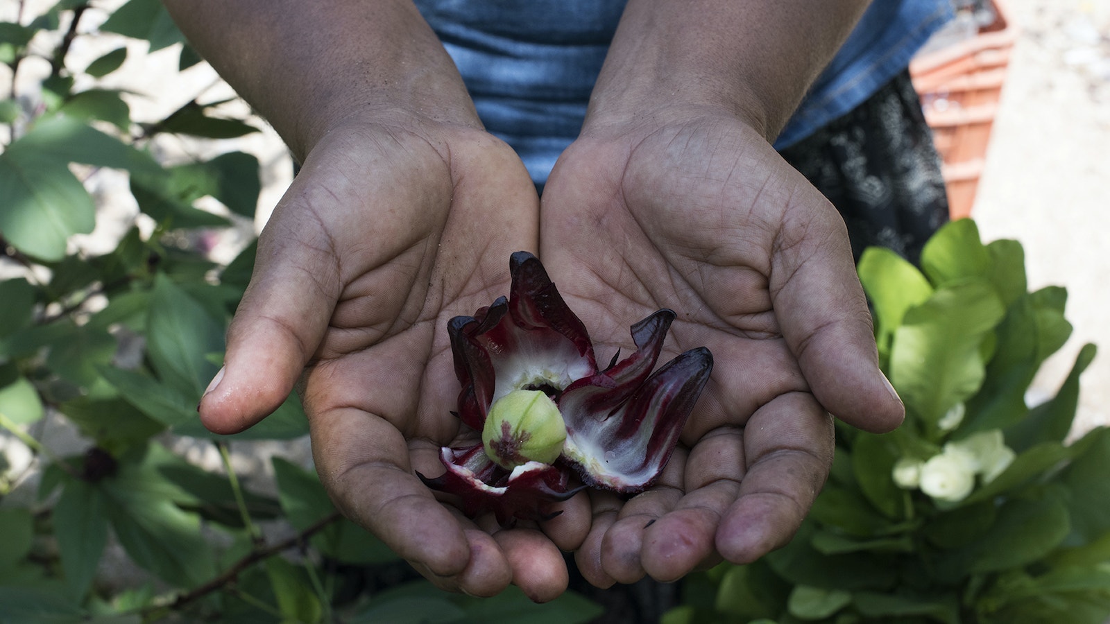 Two hands holding a plant