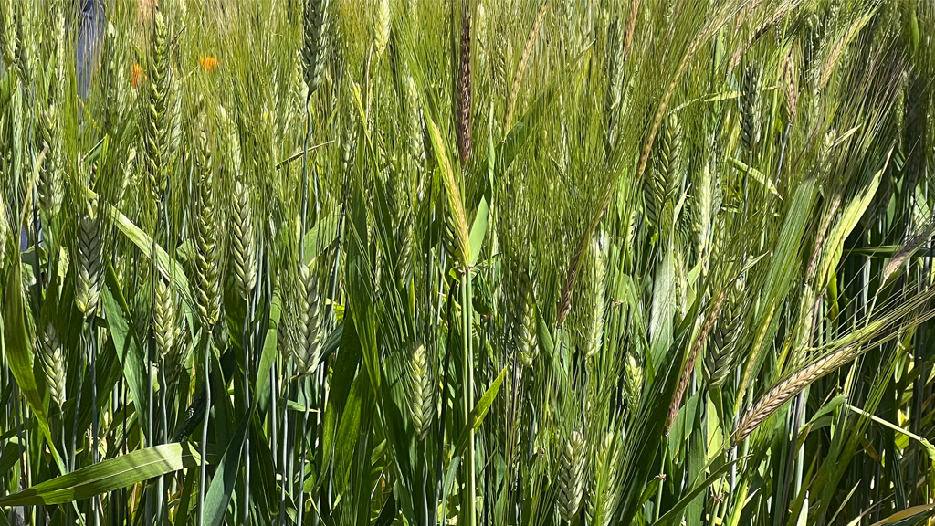 Abu Samra wheat at Pie Ranch