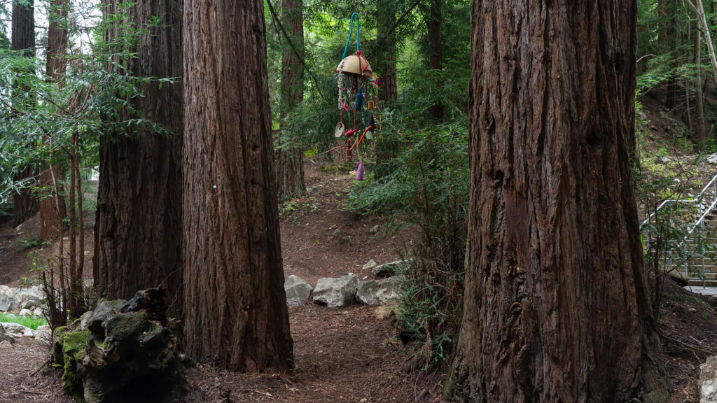artwork hanging from redwood trees